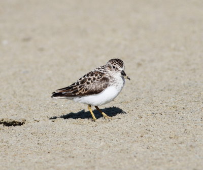 Least Sandpiper.4 ..jpg