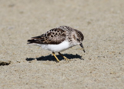 Least Sandpiper.5 .jpg