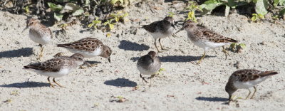 Least Sandpiper.jpg