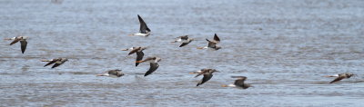 Lesser Yellowlegs 2.jpg