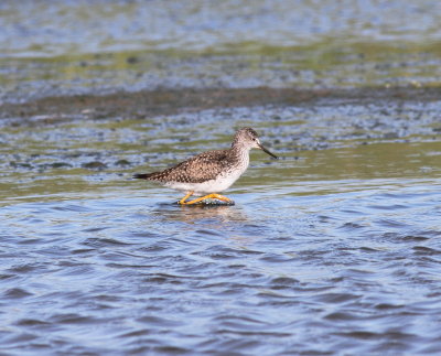 Lesser Yellowlegs.jpg