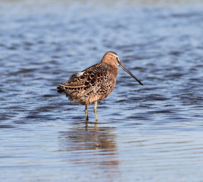 Long-billed Dowitcher 2.jpg