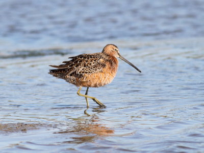 Long-billed Dowitcher 3.jpg