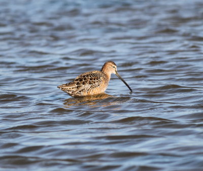 Long-billed Dowitcher 4 .jpg