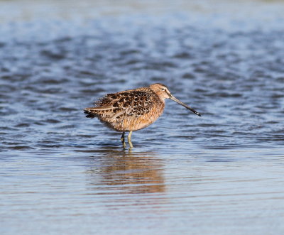 Long-billed Dowitcher.jpg