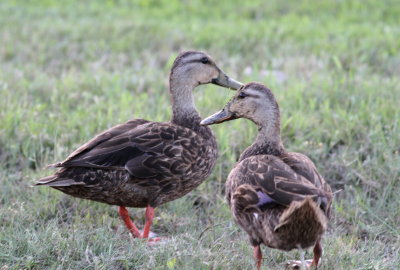 Mottled Duck.jpg