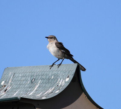 Northern Mockingbird.jpg