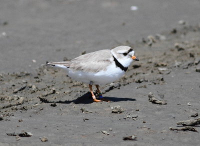 Piping Plover.2jpg.jpg