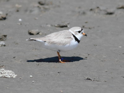 Piping Plover.jpg