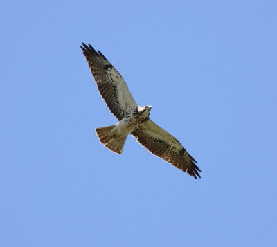 Red-tailed Hawk.jpg