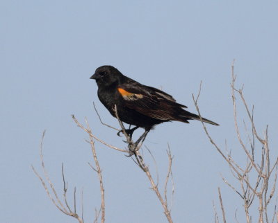Red-winged Balckbird.jpg