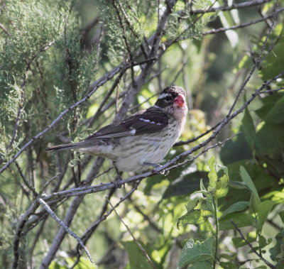 Rose-bresated Grosbeak.jpg