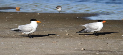 Royal Tern.jpg