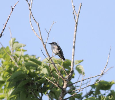 Ruby-throated Hummingbird.jpg