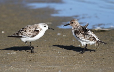 Sanderling 3 .jpg