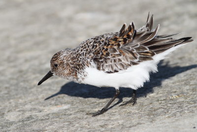 Sanderling 4.jpg