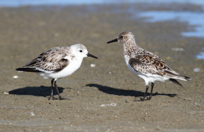 Sanderling.jpg