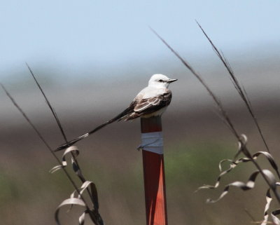 Scossor-tailed Flycatcher 2.jpg
