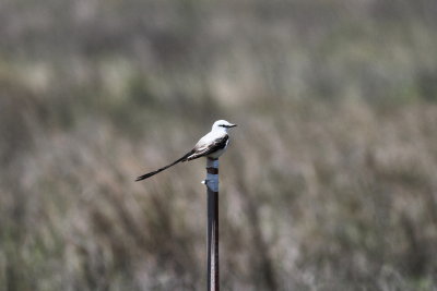 Scossor-tailed Flycatcher 3.jpg