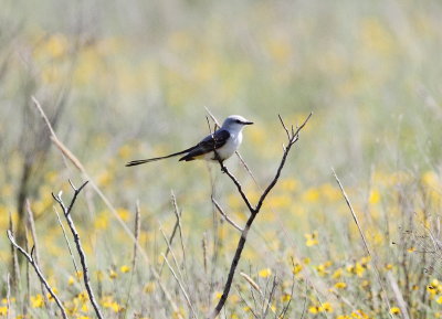 Scossor-tailed Flycatcher 4 .jpg