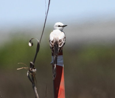 Scossor-tailed Flycatcher.jpg