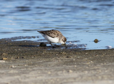 Semi-palmated Sandpiper.jpg