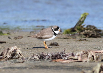 Semipalmated Plover.jpg