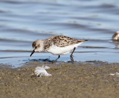 Semipalmated Sandpiper 10 .jpg