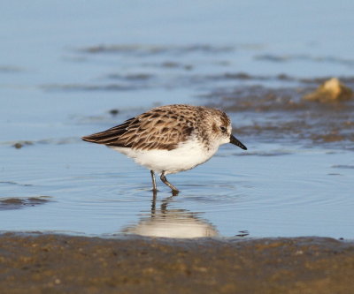 Semipalmated Sandpiper 2.jpg