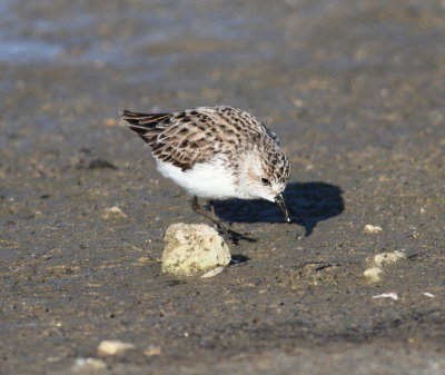Semipalmated Sandpiper 3 jpg.jpg