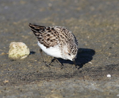 Semipalmated Sandpiper 4 jpg.jpg