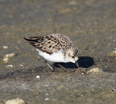 Semipalmated Sandpiper 5  .jpg