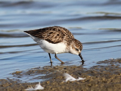 Semipalmated Sandpiper 7 .jpg