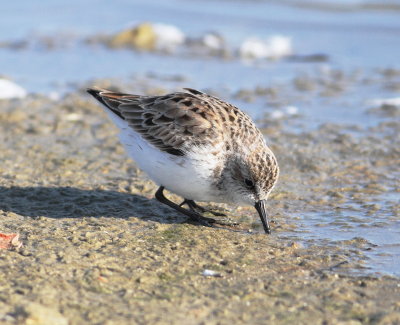 Semipalmated Sandpiper 8 .jpg