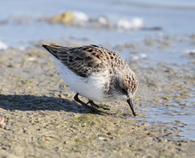 Semipalmated Sandpiper 9 .jpg