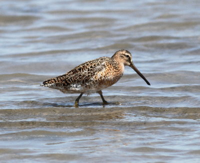 Short-billed Dowitcher 2.jpg