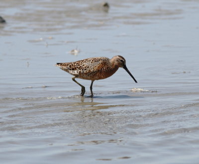 Short-billed Dowitcher 4 .jpg