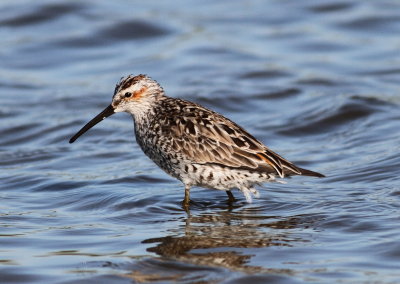Stilt Sandpiper 4 .jpg