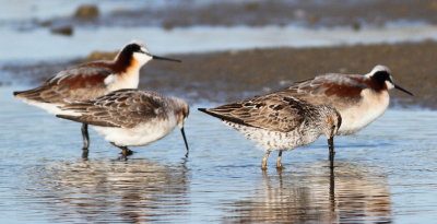 Stilt Sandpiper.jpg