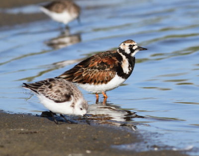 Turnstone.jpg