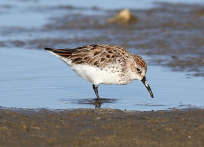 Western Sandpiper 2.jpg