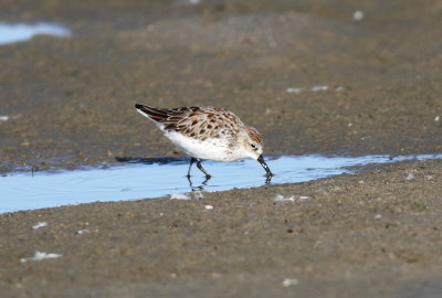 Western Sandpiper.jpg
