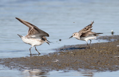 White-rumped Sandpiper & Semip.jpg
