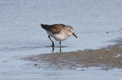 White-rumped Sandpiper 3.jpg
