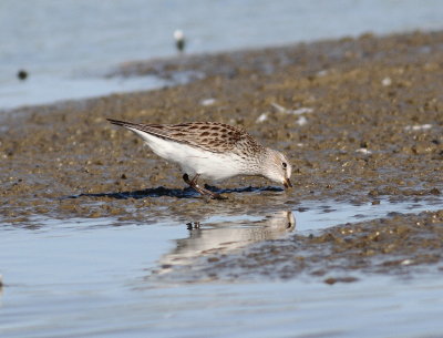 White-rumped Sandpiper 4.jpg