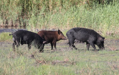 Wild Boar 2.jpg