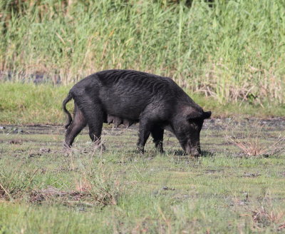 Wild Boar.jpg