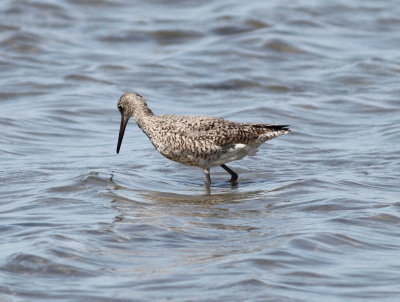 Willet.jpg