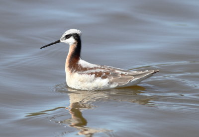Wilson's Pharalope 9 .jpg