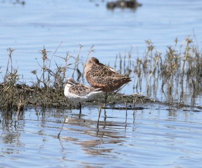 Wilsons Phal & LB Dowitcher.jpg